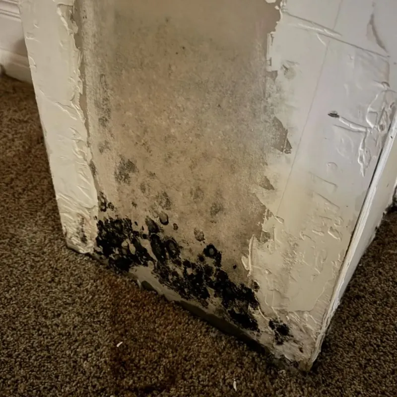 Professional Mold Removal in Little Rock Air Force Base, AR